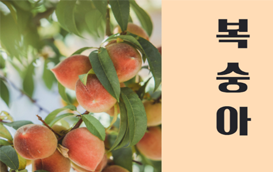 [썸네일 이미지] 복숭아 과원관리와 품종선택시 주의사항을 알려드려요!