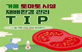 [썸네일 이미지] 겨울 토마토 시설, 밤 기온 15도 이상 유지 해야