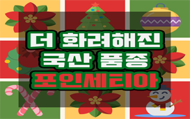 [썸네일 이미지] "포인세티아,  더 화려해진 국산 새 품종 만나보세요"