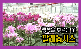 [썸네일 이미지] 호접란(팔레놉시스)도 국산이 대세!