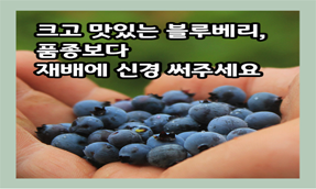 [썸네일 이미지] 크고 맛있는 블루베리, 품종보다 재배 관리부터 신경 쓰세요