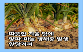 [썸네일 이미지] 따뜻한 겨울 탓에 양파,마늘 병해충 발생 앞당겨져