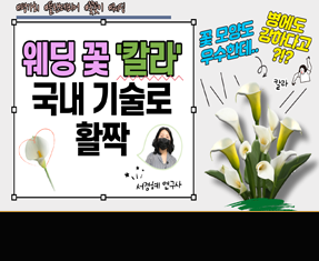[썸네일 이미지] 웨딩 꽃 '칼라' 국내 기술로 활짝