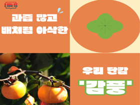 [썸네일 이미지] 과즙 많고 배처럼 아삭한 우리 단감 '단풍' 