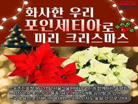 [썸네일 이미지]  화사한 우리 '포인세티아'로 미리 크리스마스