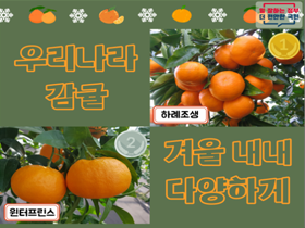 [썸네일 이미지] 우리나라 감귤 겨울 내내 다양하게 