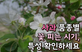 [썸네일 이미지] 사과 품종별 꽃 피는 시기, 특성 확인하세요