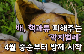 [썸네일 이미지] 배, 핵과류 피해주는 ‘깍지벌레’ 4월 중순부터 방제 시작