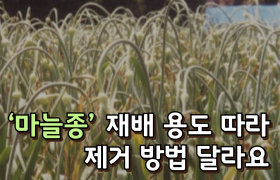 [썸네일 이미지] ‘마늘종’ 재배 용도 따라 제거 방법 달라요.