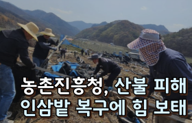 [썸네일 이미지] 농촌진흥청, 산불 피해 인삼밭 복구에 힘 보태
