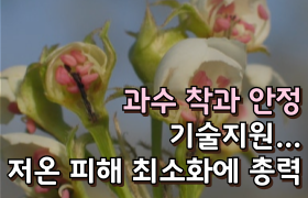 [썸네일 이미지] 과수 착과 안정 기술지원 …저온 피해 최소화에 총력