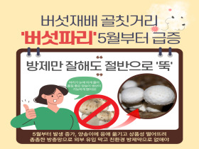 [썸네일 이미지] 버섯재배 골칫거리 '버섯파리' 5월부터 급증
