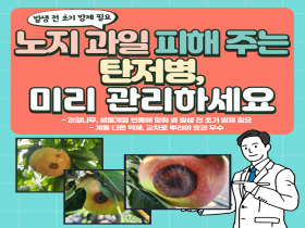 [썸네일 이미지] 노지과일 피해 주는 탄저병, 미리 관리하세요