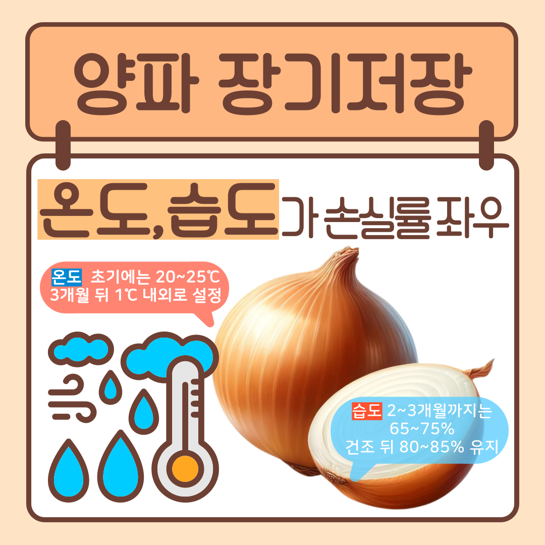 [썸네일 이미지] #1 양파 장기저장 온도,습도가 손실률을 좌우함 온도, 초기에는 20~25℃로, 3개월 뒤에는 1℃ 내외로 설정 습도, 2~3개월까지는 65~75%로, 건조 뒤 80~85% 유지