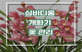 [썸네일 이미지] 심비디움 개화기 꽃 관리는~ 이렇게!
