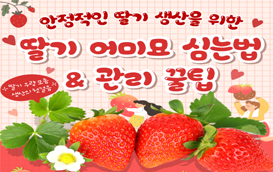 [썸네일 이미지] 딸기 우량 모종 생산 첫걸음 ‘어미 묘 관리’부터