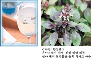 바질 배 주스