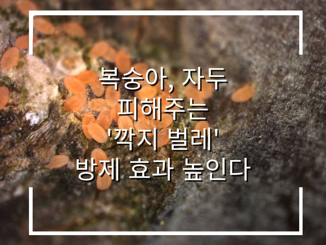 [썸네일 이미지] 복숭아, 자두 피해주는 '깍지 벌레' 방제 효과 높인다