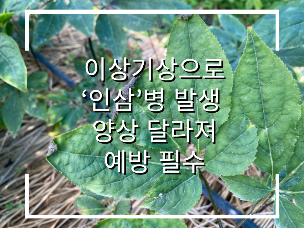 [썸네일 이미지] 이상기상으로 ‘인삼’ 병 발생 양상 달라져, 예방 필수