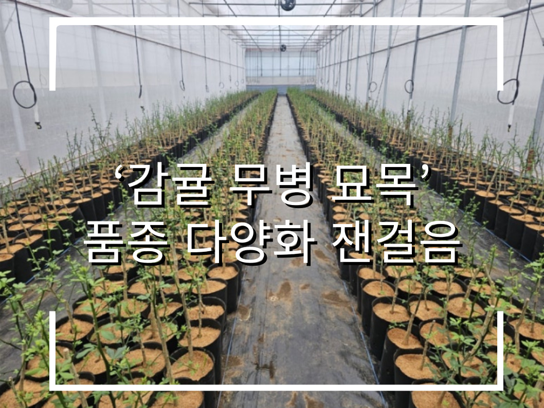 [썸네일 이미지] ‘감귤 무병 묘목’ 품종 다양화 잰걸음