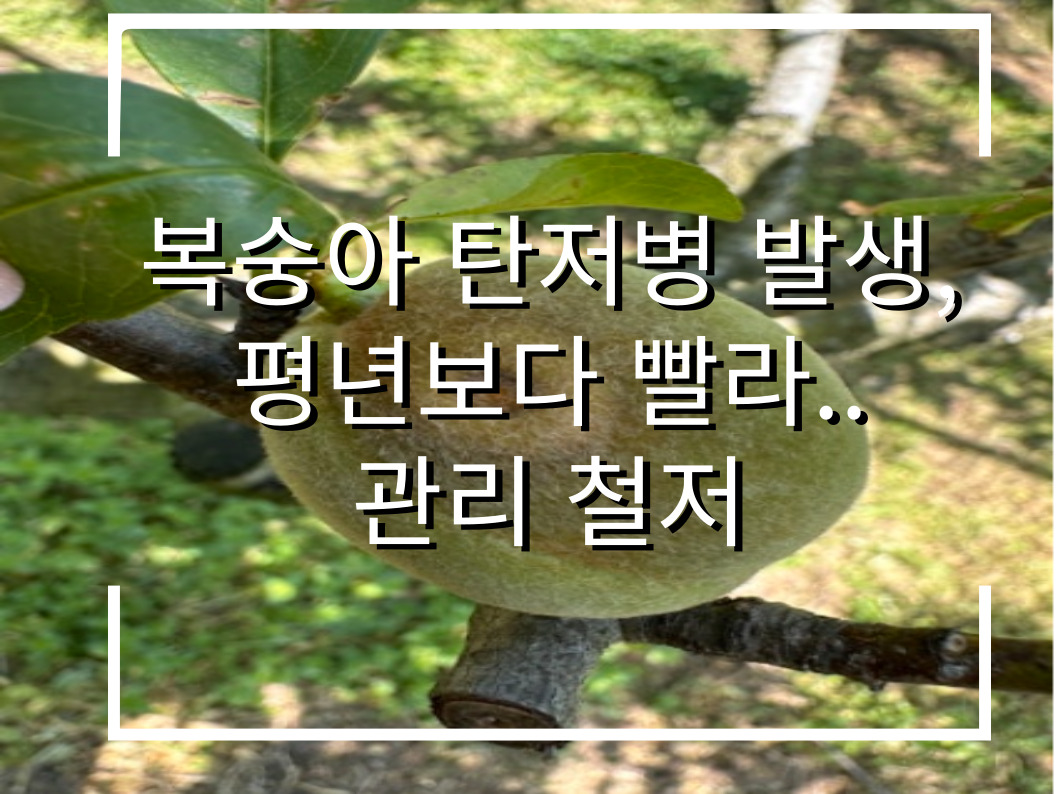 [썸네일 이미지] 복숭아 탄저병 발생, 평년보다 빨라…관리 철저