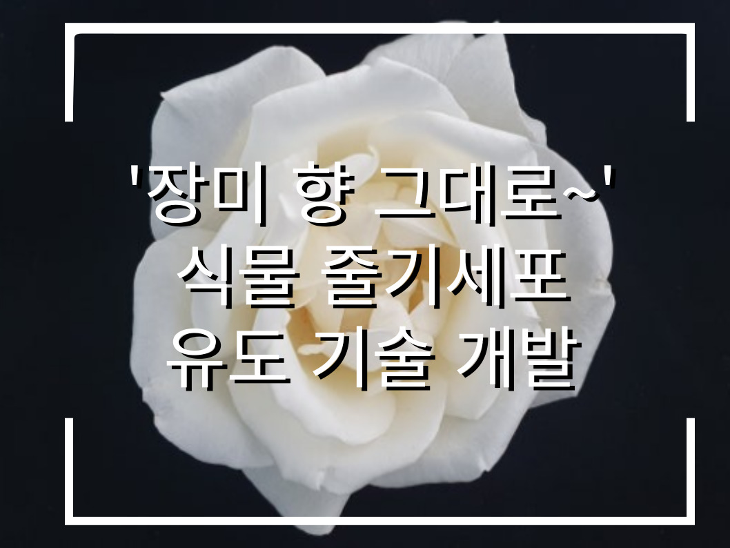 [썸네일 이미지] ‘장미 향 그대로 살린다’ 식물 줄기세포 유도 기술 개발
