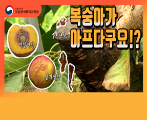 [썸네일 이미지] 복숭아가 아프다구요!?