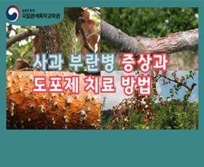 [썸네일 이미지] 사과 부란병 증상과 도포제 치료 방법