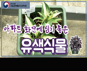 [썸네일 이미지] 아파트 화단에 심기 좋은 유색식물