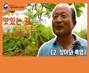 [썸네일 이미지] 맛있는 감 만들기 (기상재해예방)