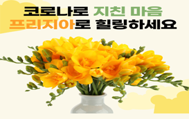 [썸네일 이미지] 코로나19로 지친 마음 '프리지아향기'로 편안하게