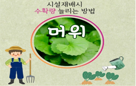 [썸네일 이미지] '머위' 키우기 '머위'리 쉬워?