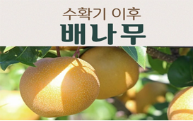 [썸네일 이미지] 수확기 이후 배나무 관리, 어떻게 할까요?