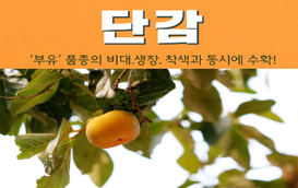 [썸네일 이미지] 맛도 영양도 '부유'~한 단감을 소개합니다!