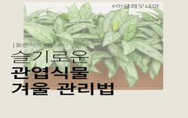 [썸네일 이미지] 싱그러운 관엽식물~ 안전하게 겨울나기 비법!