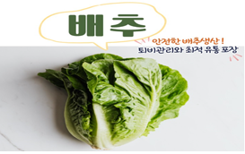 [썸네일 이미지] 안전한 배추생산 요령을 위한 꿀팁을 드립니다 ~!
