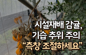 [썸네일 이미지] 시설재배 감귤, 기습 추위 주의 “측창 조절하세요”