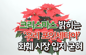 [썸네일 이미지] 크리스마스 밝히는 ‘우리 포인세티아’, 화훼 시장 입지 굳혀