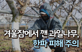 [썸네일 이미지] 겨울잠에서 깬 과일나무, 한파 피해 주의