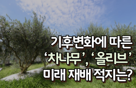 [썸네일 이미지] 기후변화에 따른 ‘차나무’, ‘올리브’ 미래 재배 적지는?