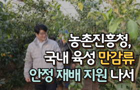 [썸네일 이미지] 농촌진흥청, 국내 육성 만감류 안정 재배 지원 나서