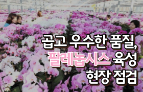 [썸네일 이미지] 곱고 우수한 품질, 팔레놉시스 육성 현장 점검