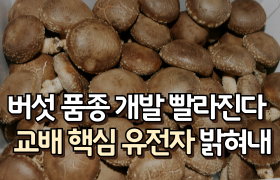 [썸네일 이미지] “버섯 품종 개발 빨라진다” 교배 핵심 유전자 밝혀내