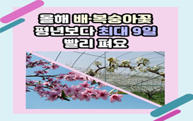 [썸네일 이미지] 올해 배·복숭아꽃 평년보다 최대 9일 빨리필 듯