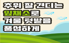 [썸네일 이미지] 겨울 텃밭 놀리지 마세요 ~! 추위 잘 견디는 '잎채소'로 풍성하게