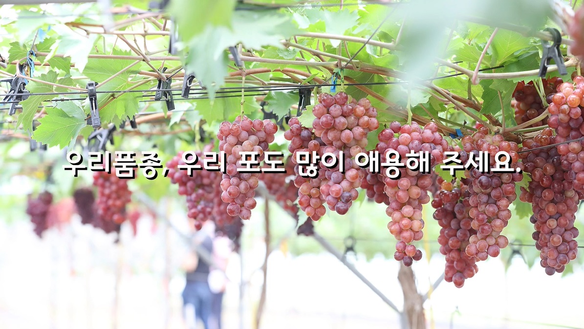[썸네일 이미지] 우리품종, 우리포도 3총사 [흑보석, 청수, 홍주씨들리스]