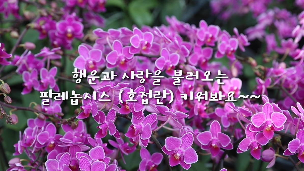 [썸네일 이미지] 행운과 사랑을 불러오는 팔레놉시스(호접란) 키워봐요~~
