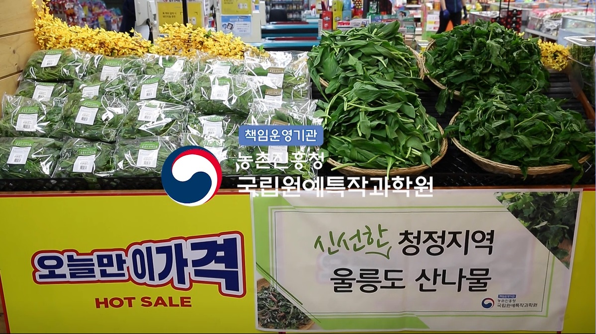 [썸네일 이미지] 울릉도 산나물 '갓 딴 싱싱함 그대로' 명이나물, 부지갱이 포장 수송 방법 개선