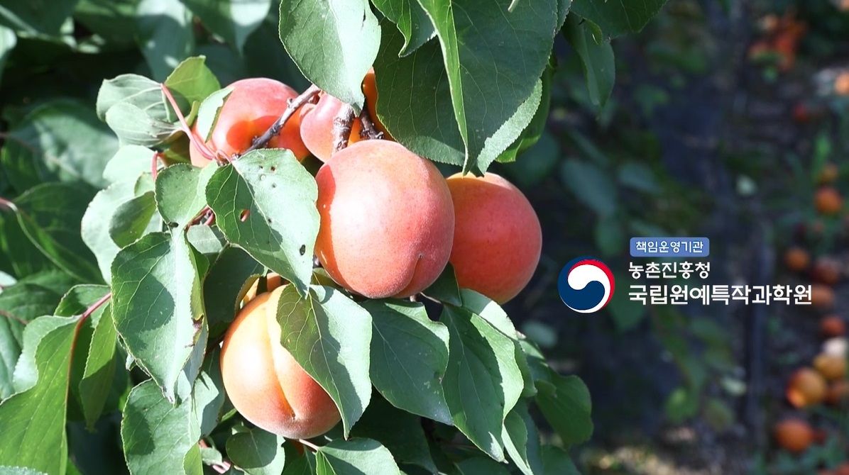 [썸네일 이미지] 살구의 고기능성과 자두의 저항성을 가진 새로운 과일 플럼코트(Plumcot)