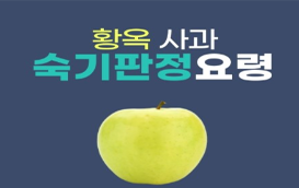 [썸네일 이미지] 황옥 사과는 어떤게 잘 익은건가요?